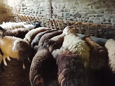 anqus dana satışı: Gəncədə toya nişana qurbanlıq üçün hər cür quzularimiz var yaxşı — 2