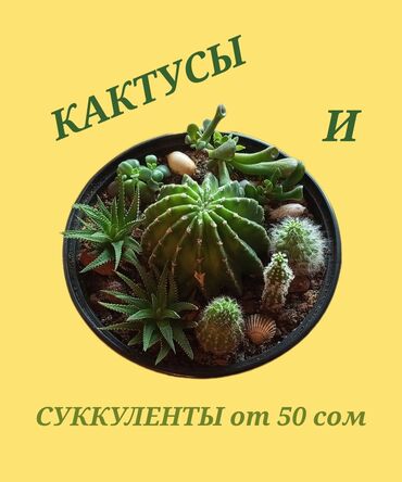 цветы ош базар: Все в свежем грунте. Многие в новых горшочках. Динамично растущие и