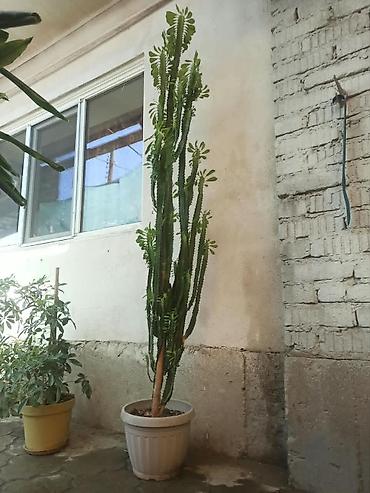 Драцены и Сансевиерии: 🌿✨ ПРОДАЮ КОМНАТНЫЕ ЦВЕТЫ ✨🌿 Украсьте свой дом красивыми и ухоженными — 5