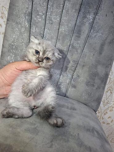 Кошки: Boz-gümüş rəng çalarlarında, yumşaq tüklü balaca pişik balası. Qısa — 1
