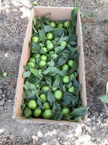 Şitillər: Alça qələmi "saglam tinglər saglam bagçiliqin təminatidir"🌱 yeni əkin — 10