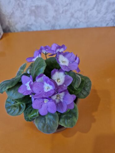 Герани и пеларгонии: Комнатные цветы at lalafo.kg — 2 Герани и пеларгонии: Комнатные цветы — 2