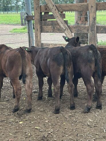 Dana, buzov: Məhsul: Qara və tünd qəhvəyi rəngli buzovlar (ətlik tip) Təsvir: - — 1