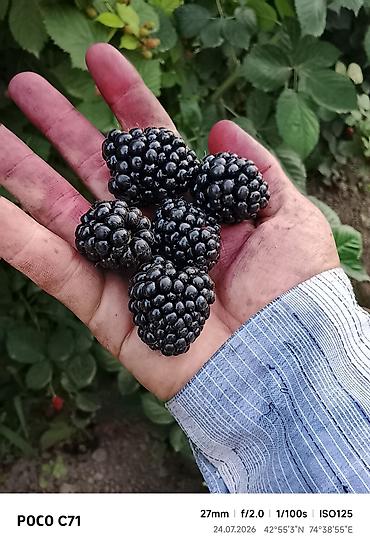 циплята брама: Ежевика В розницу — 3