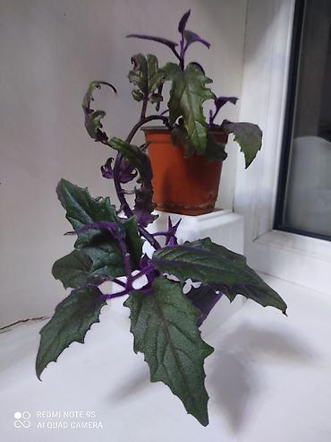 Другой декор и предметы интерьера: Распродажа остатков, комнатные растения по 100 сом. дорогие цветы тоже at lalafo.kg — 7 Другой декор и предметы интерьера: Распродажа остатков, комнатные растения по 100 сом. дорогие цветы тоже — 7