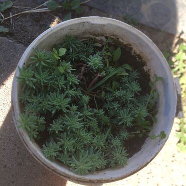 Ostale kućne biljke: Razno ne mrzne na lalafo.rs — 4 Ostale kućne biljke: Razno ne mrzne — 4