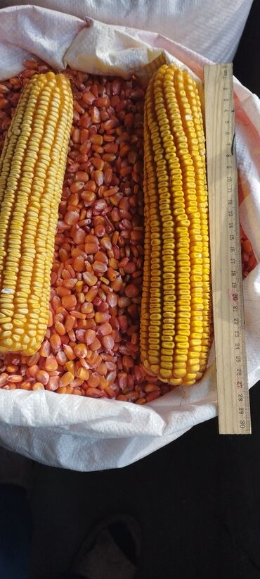 кукуруза ала тоо: Семена и саженцы Кукурузы