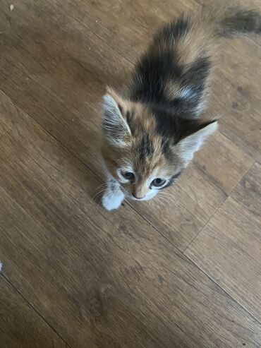 котята рэгдолл: Кошка даром: Беспородная, 2 месяца, Девочка, Приучена к лотку