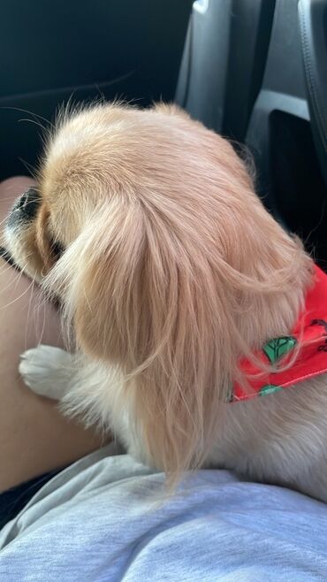 iran coban iti: Pekines, 2 il, Dişi, Peyvəndli, Ünvandan götürmə, Ödənişli çatdırılma