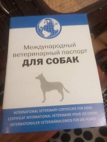 продажа животных: Heyvanlar ucun beynelxalq pasportlar Международные паспорта для — 1