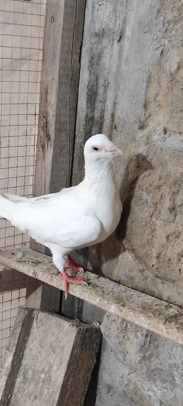 Göyərçinlər: Ağ əkey drakondu balada almışam 15 manat ünvan Balaxani whatsapp lalafo.az -da Göyərçinlər: Ağ əkey drakondu balada almışam 15 manat ünvan Balaxani whatsapp