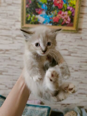 купить камышового кота: Сеамская красивая маленькая кошечка. В хорошую семью