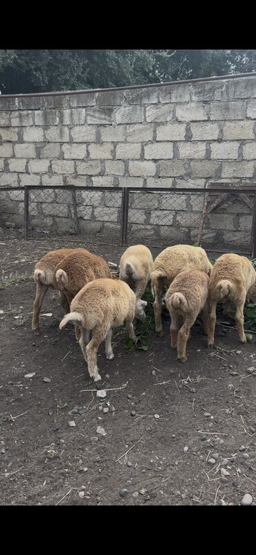 Inəklər, öküzlər: Quzu, Erkək, ay: 3, Ünvandan götürmə