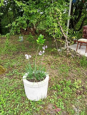 dəniz məhsulları satışı: .Beton ve plastik dibçəklərdə bitkilər. Qiymət növünə görə 15-25 azn — 3