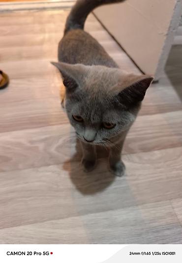британец кот: Британский короткошёрстный котёнок, окраc голубой (плотный серый) — 3