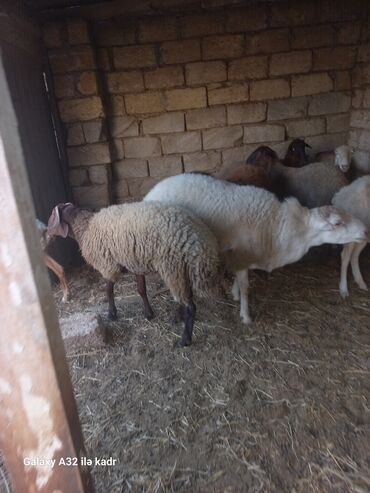 Qoyunlar, qoçlar: Fermada yetişdirilmiş, müxtəlif rənglərdə olan qoyunlar. Sağlam və — 5