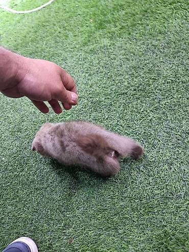 Кошки: Skotiş fold balaları – ağ və boz rənglərdə - Cins: Scottish Fold — 4