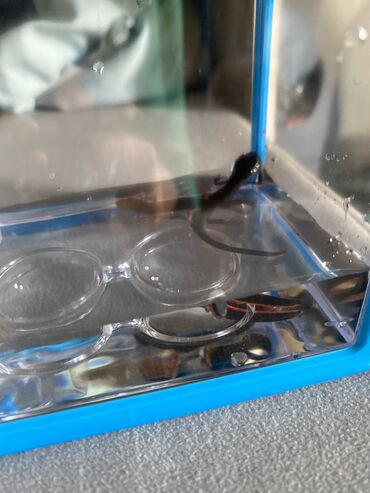 рыба аквариума: Огнебрюхие тритоны две штуки вместе ! С мини оквариумом Лутше