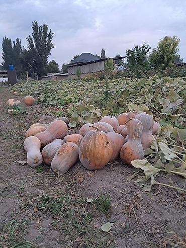 Тыква: Ашкабак сатылат озубуздун огородтон, химиясы жок, экологиялык таза — 1
