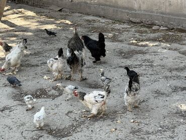 кошка с разными глазами: Продаю | Куры, Петух, Цыплята | Для разведения