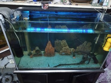 Akvariumlar: Tam avadanlıqlı akvarium seti - Şüşə akvarium, ön tərəfi panoramik — 2