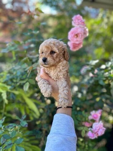 Psi: Pudle vrhinskog kvaliteta i genetike odgaivacnica registrovana u FCI — 8