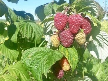 Капельный полив: Капельная лента 1 метр -1.75 сом Капельное орошение!#Капельная лента! — 10