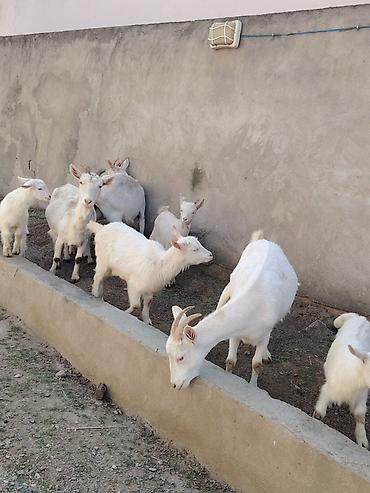 keci heyvan: Ağ rəngli keçilər və bala keçilər (oğlaqlar) - Cins: yerli süd — 2