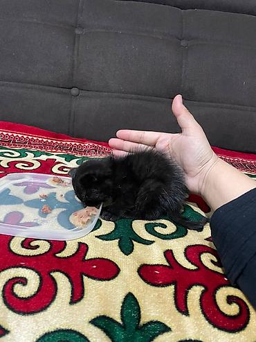 шотланская вислоухая кошка: Кошка даром: Беспородная, Девочка, Приучена к лотку, Проглистована — 2