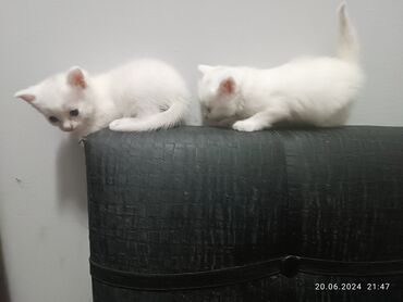 котята британской шиншиллы: Белые котята
