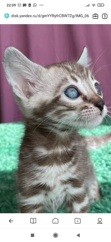 Продажа кошек: Бенгальская, 1 месяц, Мальчик, Белый, С документами, С прививками, Приучена к лотку — 6