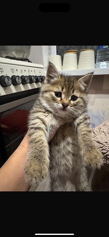 кошка в добрые руки: Отдаем котенка в добрый руки БЕСПЛАТНО! — 2