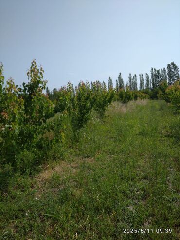 Torpaq sahələrinin satışı: 241 sot, Kənd təsərrüfatı, Mülkiyyətçi, Kupça (Çıxarış), Texniki pasport — 8