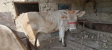 Коровы, быки: Продаю | Корова (самка) | Шароле | Для молока — 7