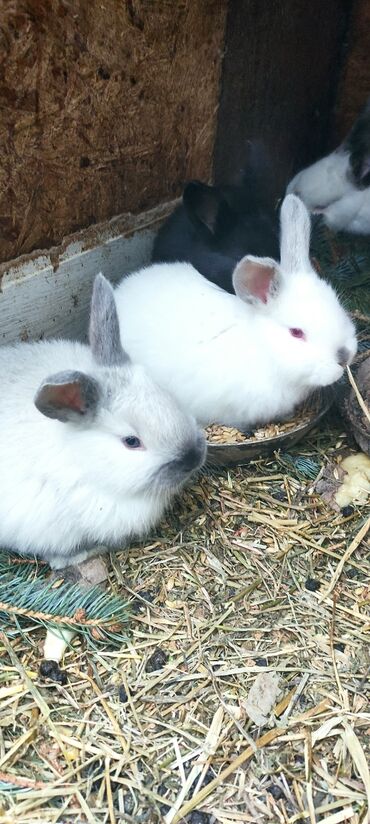 Кролики: Продаю | Крольчата | Калифорнийская, Новозеландская, НЗК | Для разведения — 7