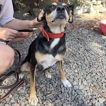 Отдам даром собаку: Собака даром: Дворняжка, 2 года, Самка, С прививкой — 3