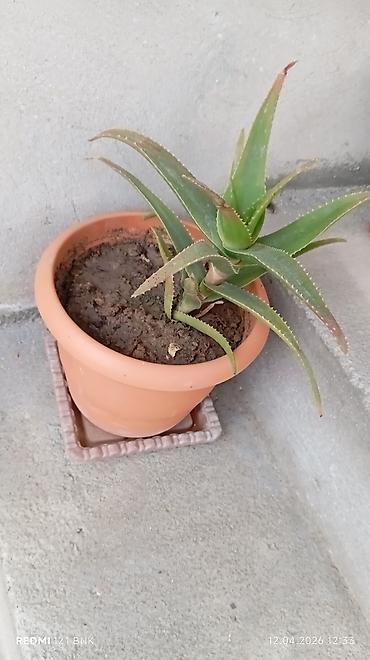en gozel dibcek gulleri: Daxili və eyvan üçün saksı bitkiləri dəsti Tərkib: - Aloe vera (iki — 2