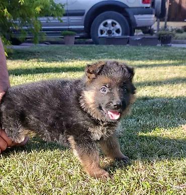 Pets & Animals: Na prodaju 2 ženska šteneta Nemačkog ovčara, lepog eksterijera sa — 5