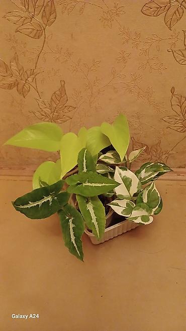 Сингониумы: Коллекция комнатных растений — подборка декоративно-лиственных — 14