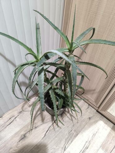 комнатные растения оптом: Алоэ в горшке (алое вера/алой древовидный). Крупное комнатное растение