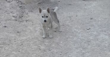 alman coban iti: Zvonok, 3 ay, Erkek