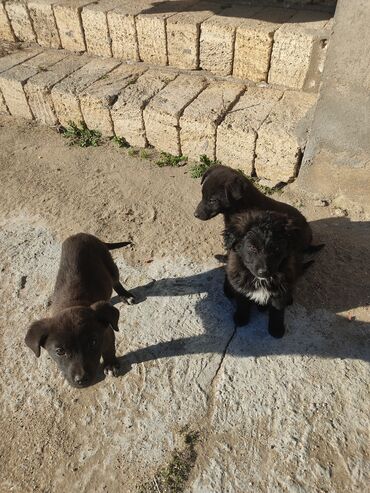 İtlər: Zvonok, 2 ay, Erkek — 5