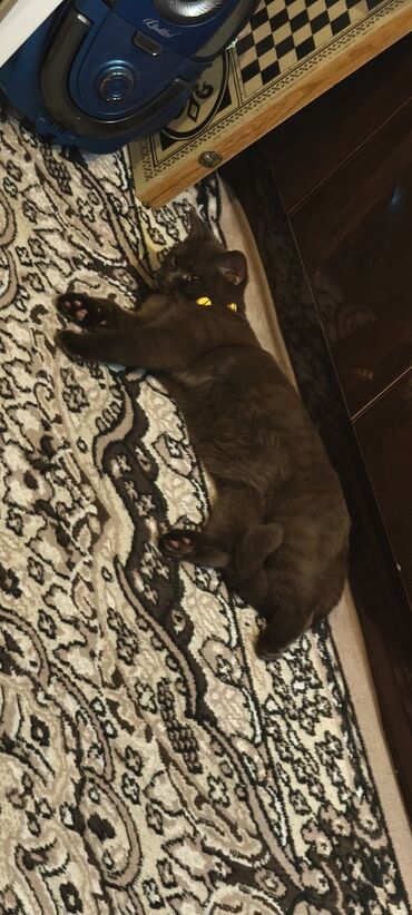 Pişiklər: Britan, Erkək, Yaxşı əllərə, Ünvandan götürmə — 1