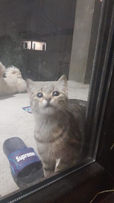 Pişiklər: Türk anqora -da lalafo.az — 32 Pişiklər: Türk anqora — 32