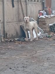 Продажа собак: Срочно! Собака среднего размера, прямые стоячие уши, компактное — 2