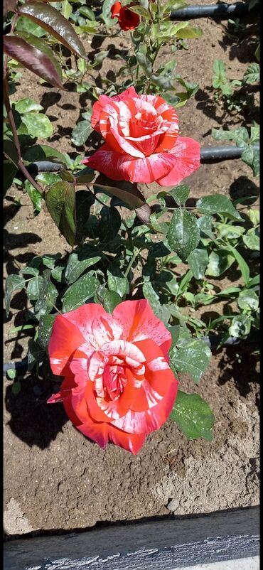 Şitillər: Məhsul: Gül kolları (gül fidanları) Təsvir: soyuqa davamlı 2 azn 3 — 8