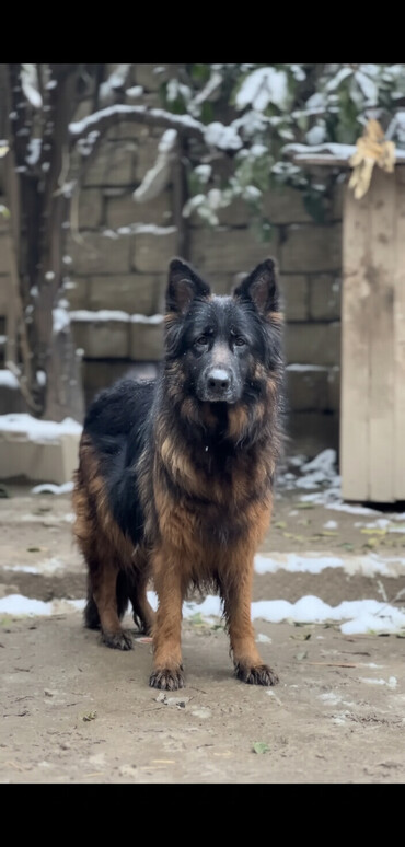 İtlər: Alman çoban iti, 3 ay, Erkek, Peyvəndli — 2