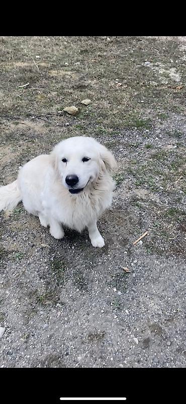 İtlər: Retriver temiz Ev itidir dil kamanda bilir oynamagi sevir remensiz — 6