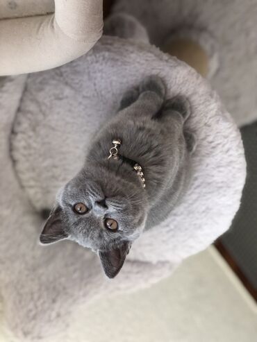 Pişiklər: Britan, Dişi, Erkək, Ünvandan götürmə — 5