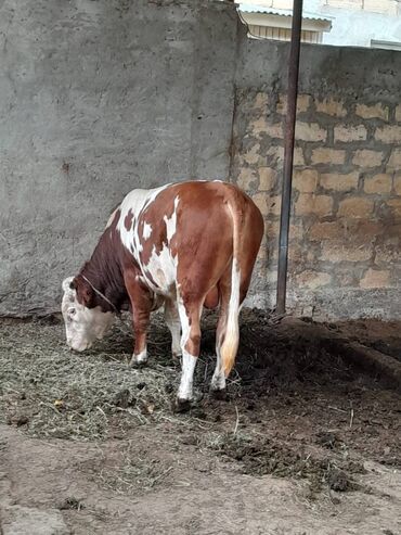 kullu xoruz heyratı: Süd verən heyvandı. Üçü birlikdə satılır. Qiyməti razılaşma yolu ilə